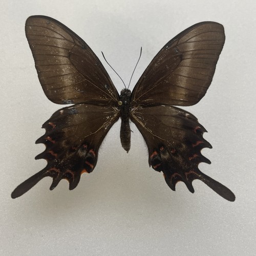 Entomologie*Papilio
