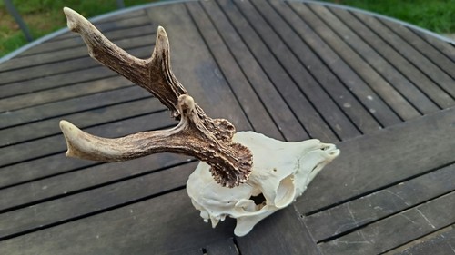 Rehbock schädel mit - 🦌,