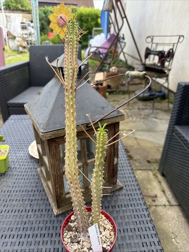 Euphorbia macguffin und - euphorbia,