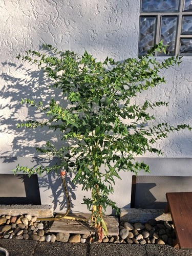 Euphorbia lathyris samen - euphorbia,