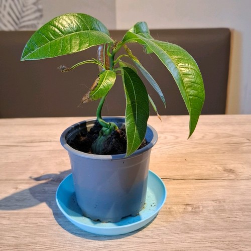 Mango baum jungpflanze - mango, baum,