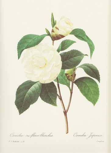 Kamelie camellia japonica - kamelie,