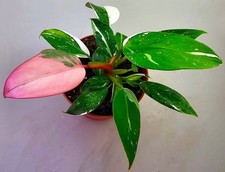 Schöne Philodendron White