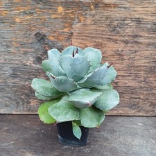 Agave isthmensis White Candy XL Rarität massive Blätter