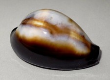 Meeresschnecke Cypraea onyx  -Philippinen-  shell Muschel