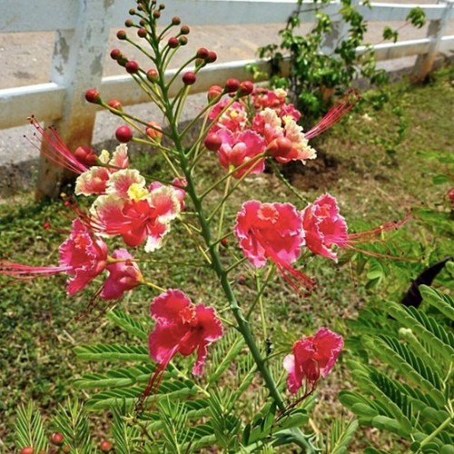 Pink pride barbados - pink,