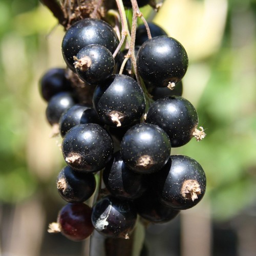 Johannisbeere titania - johannisbeere, –