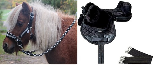 Shetland pony shetty - shetland,
