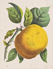 Pepping-Äpfel Pippin apple