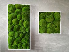Wandbild Moosbilder Moosbild Wanddekoration Pflanzenbild Polstermoos Kugelmoos