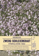 Gypsophila repens 'Rosea