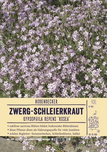 Gypsophila repens rosea - repens, 'rosea