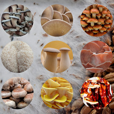 Körnerbrut Pilzzucht – Frisch & Voll kolonisiert – Bio-Getreide Substrat Starter