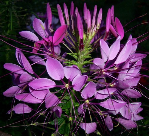 Samen für den - blumen, garten