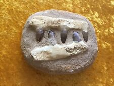 Mosasaurus, Kieferrekonstruktion, Fossil, Saurier, Marokko