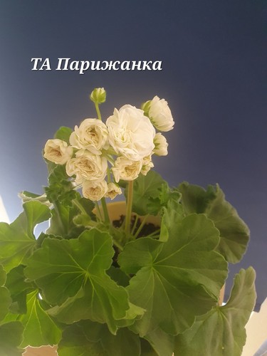 Pelargonie geranie - geranie, ta