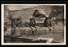 Ansichtskarte Leipzig, Vier Löwen im Zoo 