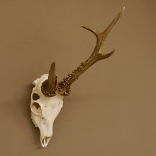 Rehbock abnorm "Stangenbruch" Gewicht 360 g Reh Bock Geweih Rehgeweih 608.119