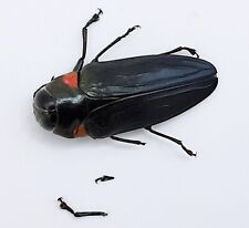 Buprestidae, Belionota sp