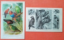 Edelpapagei Roter Lori Schmucklori Kakapo Eulenpapagei  LITHOGRAPHIE von 1892