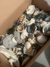 Echte Muscheln Meeresmuscheln