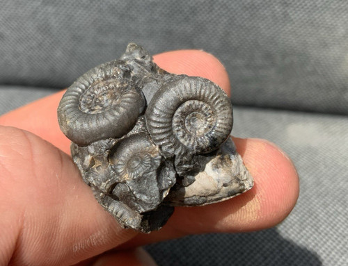 Dactylioceras gracile jura - dactylioceras,
