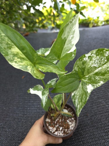 Syngonium albo variegated - albo, 3.5"