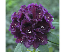 Großblumige Alpenrose FloraSelf Rhododendron Hybride 'Dramatic Dark' H 30-40 cm 