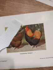 Geflügel, Rassegeflügel, Huhn, Rebhuhnfarbige Orpington, Kurt Zander 