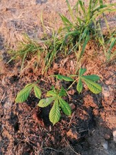 Bio Kastanienbaum ca. 15 cm