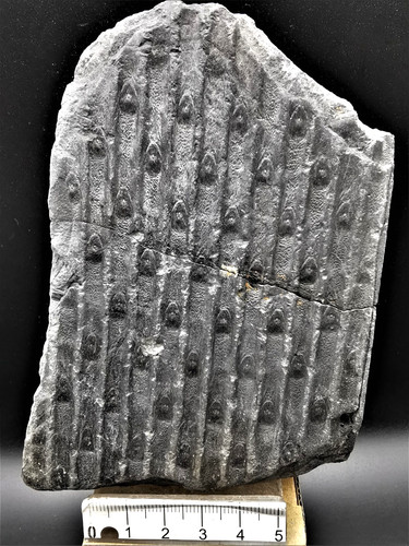 Sigillaria rugoza fossile - sigillaria,