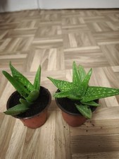 wunderschönen Aloe vera