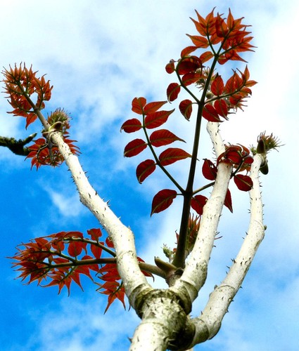 Aralia elata 100 125cm - elata, 100-125cm