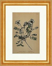 Alpentragant Astragalus