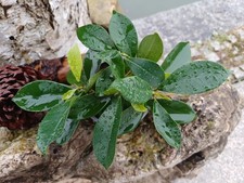 Birkenfeige Ficus Benjamina im
