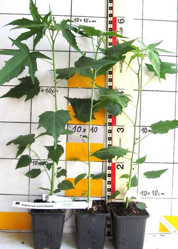 Hibiscus coccineus - ,