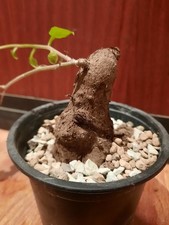 Anredera cordifolia Madeira