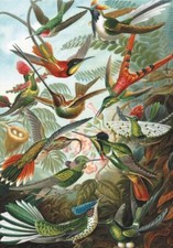 Piatnik Ernest Haeckel -