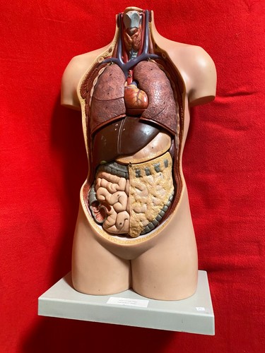 Somso torso young man - torso, of