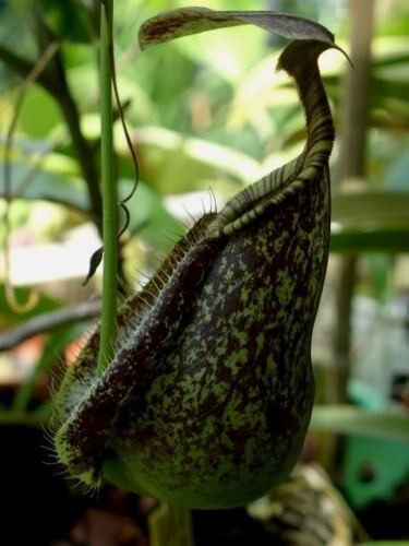 Nepenthes rafflesiana grün - rafflesiana,
