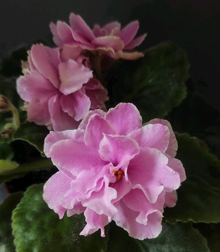 African violet saintpaulia - violet,