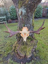 Elch Geweih, Abwurfstange