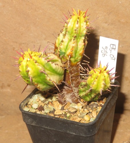 Euphorbia enopla variegata
