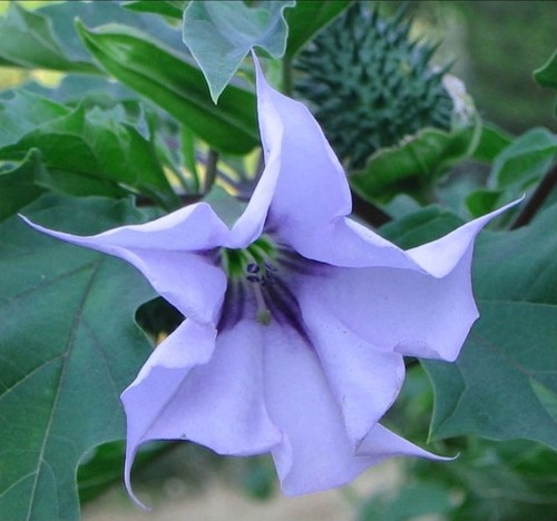 Datura stechapfel - datura,