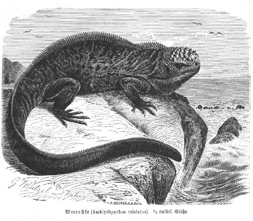 Meerechse amblyrhynchus - meerechse,