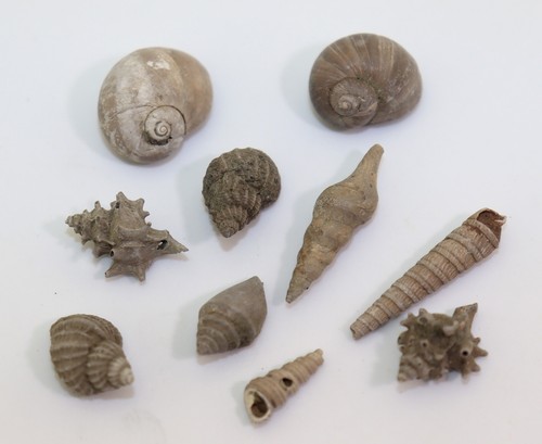 Schnecken sammlung tertiär - schnecken-sammlung,,