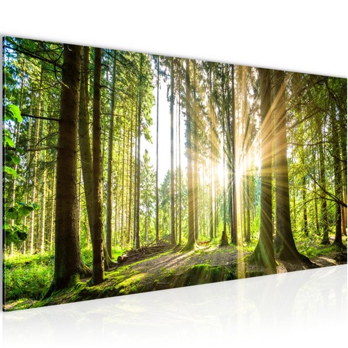 Wandbild wald landschaft - wald,