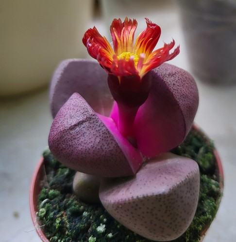 Lithops rubin rot ruba - lithops,rubin,, rot,