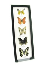 5 echte präparierte