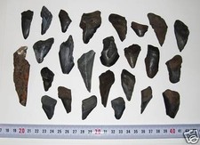 25 Stück Hai Zähne LOT